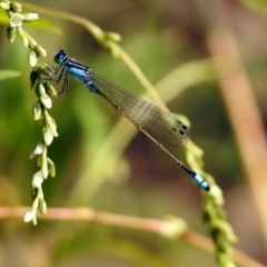 Ischnura heterosticta at Paddys River, ACT - 4 Mar 2019