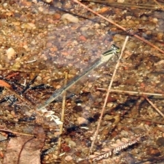 Ischnura heterosticta at Paddys River, ACT - 4 Mar 2019