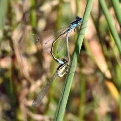 Ischnura heterosticta at Paddys River, ACT - 4 Mar 2019