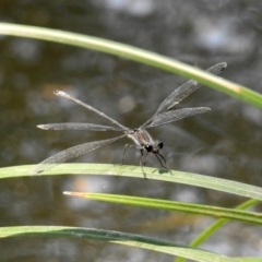 Austroargiolestes icteromelas (Common Flatwing) at Cotter Reserve - 4 Mar 2019 by RodDeb