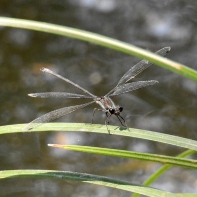 Austroargiolestes icteromelas (Common Flatwing) at Cotter Reserve - 4 Mar 2019 by RodDeb