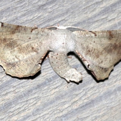 Circopetes obtusata (Grey Twisted Moth) at Rosedale, NSW - 26 Feb 2019 by jb2602