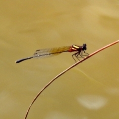 Nososticta solida (Orange Threadtail) at Paddys River, ACT - 4 Mar 2019 by RodDeb