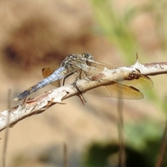 Orthetrum caledonicum (Blue Skimmer) at Paddys River, ACT - 4 Mar 2019 by RodDeb