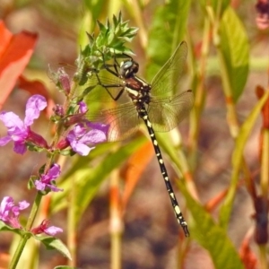 Synthemis eustalacta at Paddys River, ACT - 4 Mar 2019 11:35 AM