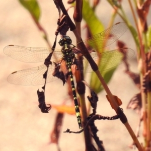 Synthemis eustalacta at Paddys River, ACT - 4 Mar 2019 11:35 AM