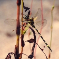 Synthemis eustalacta at Paddys River, ACT - 4 Mar 2019 11:35 AM