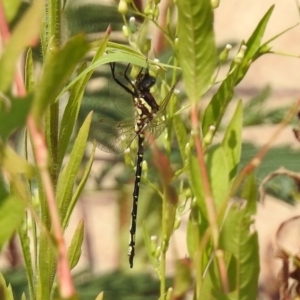 Synthemis eustalacta at Paddys River, ACT - 4 Mar 2019 11:35 AM