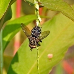 Tachinidae (family) (Unidentified Bristle fly) at Paddys River, ACT - 4 Mar 2019 by RodDeb