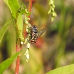 Tachinidae (family) at Paddys River, ACT - 4 Mar 2019 10:58 AM