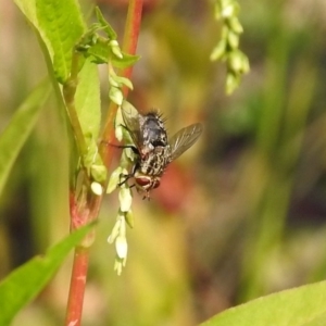 Tachinidae (family) at Paddys River, ACT - 4 Mar 2019