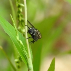 Tachinidae (family) at Paddys River, ACT - 4 Mar 2019 10:58 AM