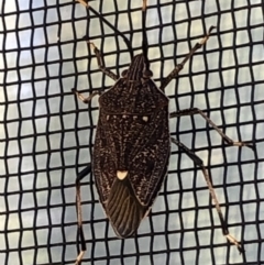 Poecilometis strigatus (Gum Tree Shield Bug) at Monash, ACT - 5 Mar 2019 by jackQ