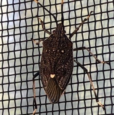 Poecilometis strigatus (Gum Tree Shield Bug) at Monash, ACT - 5 Mar 2019 by jackQ
