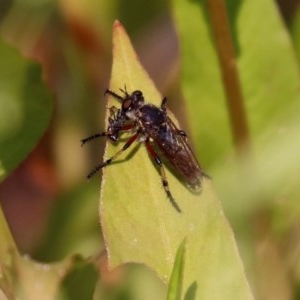 Thereutria amaraca at Paddys River, ACT - 4 Mar 2019 10:57 AM