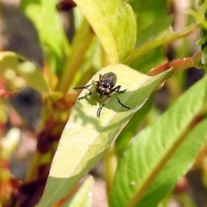 Thereutria amaraca at Paddys River, ACT - 4 Mar 2019 10:57 AM