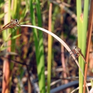 Colepia ingloria at Paddys River, ACT - 4 Mar 2019 11:01 AM