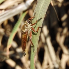 Colepia ingloria at Paddys River, ACT - 4 Mar 2019 11:01 AM