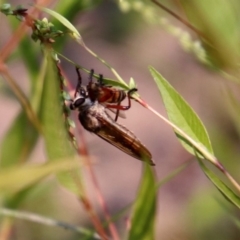 Colepia ingloria at Paddys River, ACT - 4 Mar 2019