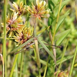 Acrida conica at Paddys River, ACT - 4 Mar 2019