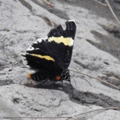 Eutrichopidia latinus (Yellow-banded Day-moth) at Cotter Reserve - 4 Mar 2019 by RodDeb