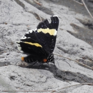 Eutrichopidia latinus at Paddys River, ACT - 4 Mar 2019