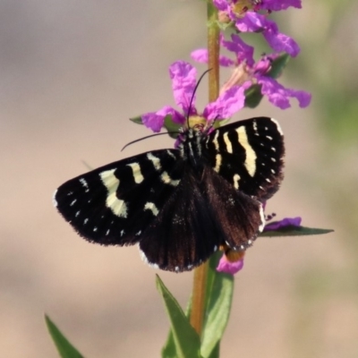 Phalaenoides tristifica (Willow-herb Day-moth) at Paddys River, ACT - 4 Mar 2019 by RodDeb