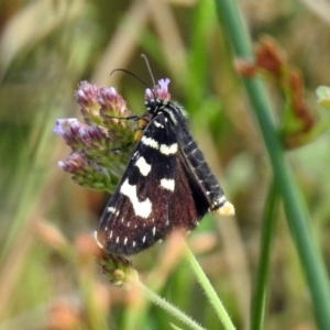 Phalaenoides tristifica at Paddys River, ACT - 4 Mar 2019 10:32 AM