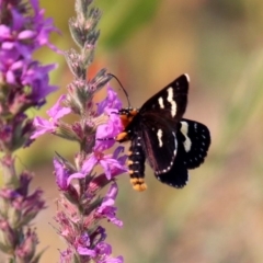 Phalaenoides tristifica at Paddys River, ACT - 4 Mar 2019 10:32 AM