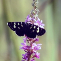 Phalaenoides tristifica at Paddys River, ACT - 4 Mar 2019 10:32 AM