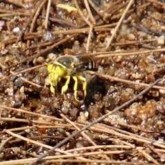 Bembix sp. (genus) (Unidentified Bembix sand wasp) at Paddys River, ACT - 4 Mar 2019 by RodDeb