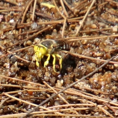 Bembix sp. (genus) (Unidentified Bembix sand wasp) at Paddys River, ACT - 4 Mar 2019 by RodDeb