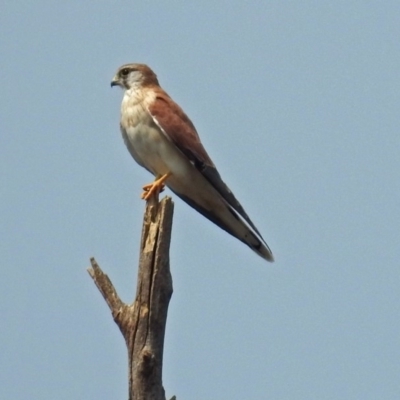 Falco cenchroides (Nankeen Kestrel) at Paddys River, ACT - 4 Mar 2019 by RodDeb