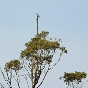 Falco cenchroides at Paddys River, ACT - 4 Mar 2019