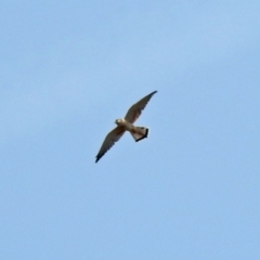 Falco cenchroides at Paddys River, ACT - 4 Mar 2019