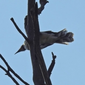 Philemon corniculatus at Paddys River, ACT - 4 Mar 2019 11:58 AM