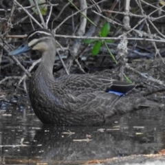 Anas superciliosa (Pacific Black Duck) at Paddys River, ACT - 4 Mar 2019 by RodDeb