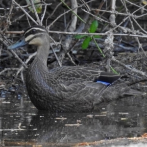 Anas superciliosa at Paddys River, ACT - 4 Mar 2019 10:17 AM