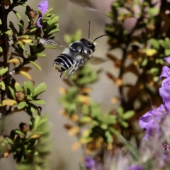 Megachile sp. (several subgenera) (Resin Bees) at Paddys River, ACT - 6 Mar 2019 by DPRees125