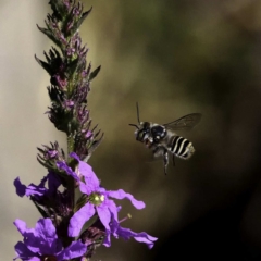 Megachile sp. (several subgenera) at Paddys River, ACT - 6 Mar 2019