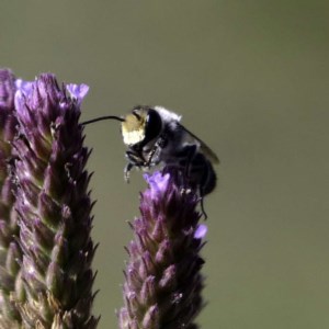 Megachile sp. (several subgenera) at Paddys River, ACT - 6 Mar 2019