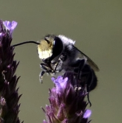 Megachile sp. (several subgenera) at Paddys River, ACT - 6 Mar 2019