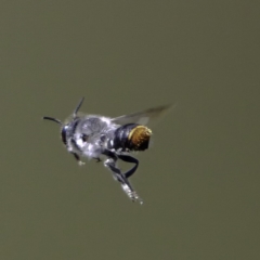 Megachile sp. (several subgenera) at Paddys River, ACT - 6 Mar 2019