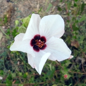 Pavonia hastata at Paddys River, ACT - 4 Mar 2019 02:47 PM