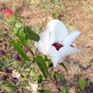 Pavonia hastata at Paddys River, ACT - 4 Mar 2019 02:47 PM