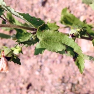 Pavonia hastata at Paddys River, ACT - 4 Mar 2019 02:47 PM