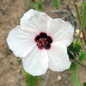 Pavonia hastata at Paddys River, ACT - 4 Mar 2019 02:47 PM