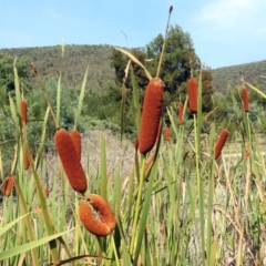 Typha orientalis (Broad-leaved Cumbumgi) at Paddys River, ACT - 3 Mar 2019 by RodDeb