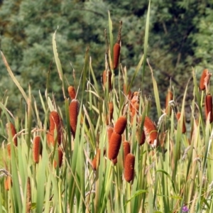 Typha orientalis at Paddys River, ACT - 4 Mar 2019 10:22 AM