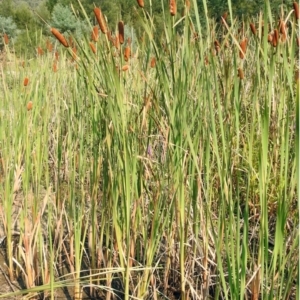 Typha orientalis at Paddys River, ACT - 4 Mar 2019